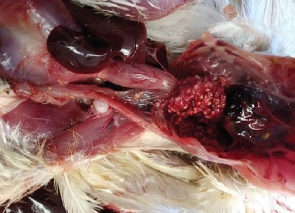 Bệnh nấm phổi ở gà được biết là một căn bệnh truyền nhiễm cấp tính