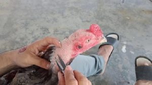 Dùng cách cắt lông gà chọi giúp chiến kê tránh bệnh về da